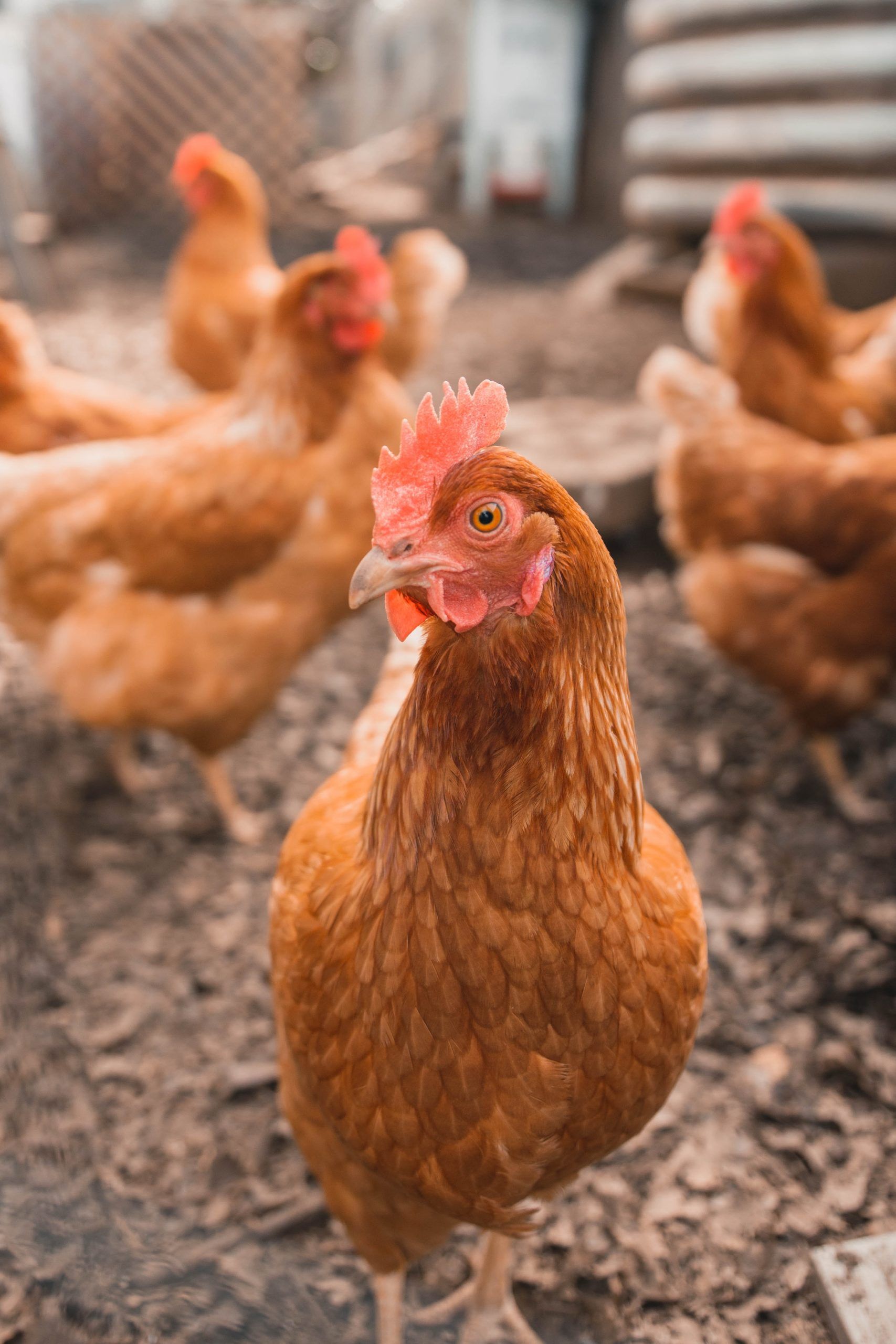 Weitere Informationen über die richtige Hühnerhaltung