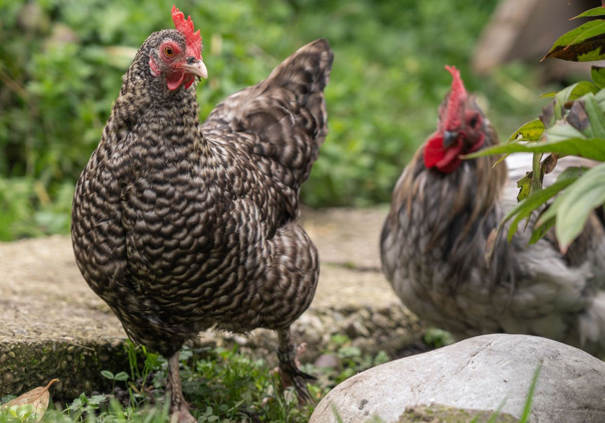 Garantir une  alimentation adaptée