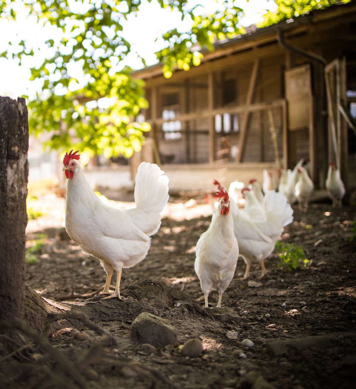 Conseils et astuces pour un poulailler respectueux des animaux 